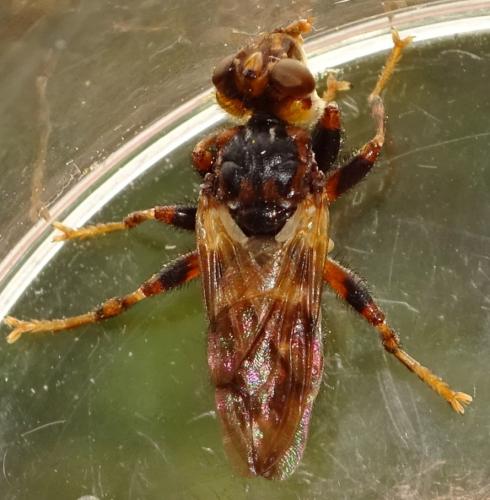 Myopa buccata